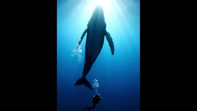宝宝把腿扒大点儿就不会疼了 - 深蓝星球：探索海洋深处的未知世界